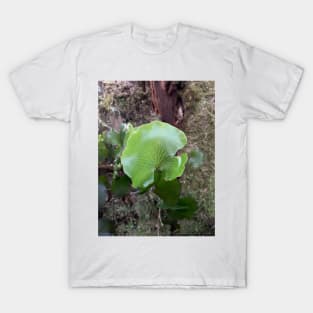 Kidney fern 3 T-Shirt